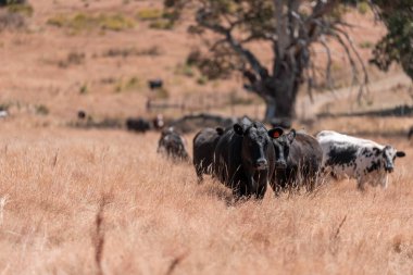 Avustralya 'daki güzel sığırlar ot yer, otlakta otlarlar. Tarımsal bir çiftlikte yetiştirilen sığır sürüsü. Yazın sürdürülebilir tarım