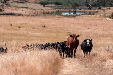 Avustralya 'daki güzel sığırlar ot yer, otlakta otlarlar. Tarımsal bir çiftlikte yetiştirilen sığır sürüsü. Yazın sürdürülebilir tarım