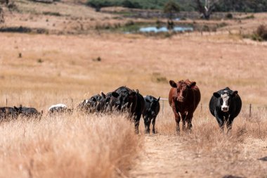 Avustralya 'da yaz mevsiminde bir tarlada şişman siyah ineklerin portresi 