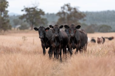 Avustralya 'da yaz mevsiminde bir tarlada şişman siyah ineklerin portresi 