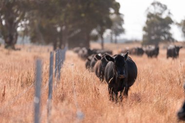 Yazın bir tarlada şişman inek sürüsü 