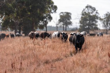 Avustralya 'da yaz mevsiminde bir tarlada şişman siyah ineklerin portresi 