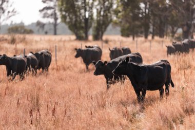 Avustralya 'daki güzel sığırlar ot yer, otlakta otlarlar. Tarımsal bir çiftlikte yetiştirilen sığır sürüsü. Yazın sürdürülebilir tarım