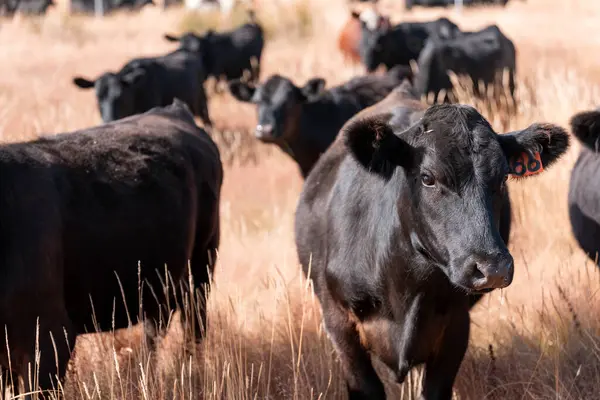 Yazın bir tarlada şişman inek sürüsü 
