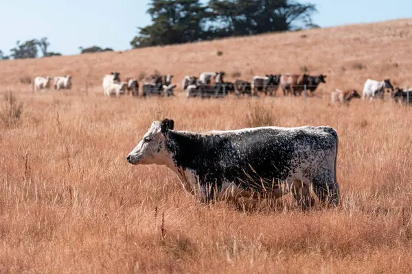 Yazın bir tarlada şişman inek sürüsü 