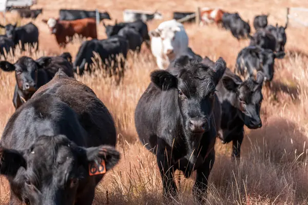 Avustralya 'daki güzel sığırlar ot yer, otlakta otlarlar. Tarımsal bir çiftlikte yetiştirilen sığır sürüsü. Yazın sürdürülebilir tarım