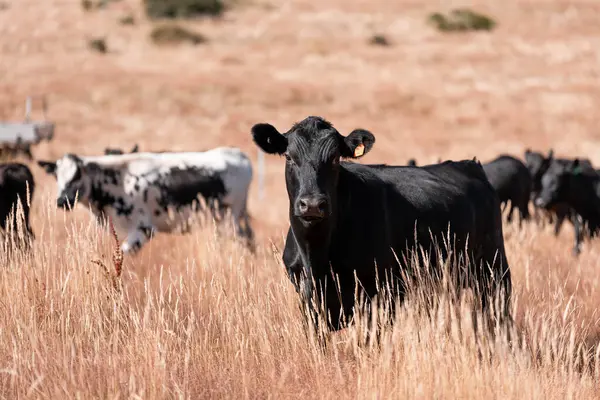 Avustralya 'daki güzel sığırlar ot yer, otlakta otlarlar. Tarımsal bir çiftlikte yetiştirilen sığır sürüsü. Yazın sürdürülebilir tarım
