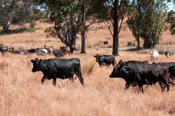 Avustralya 'daki güzel sığırlar ot yer, otlakta otlarlar. Tarımsal bir çiftlikte yetiştirilen sığır sürüsü. Yazın sürdürülebilir tarım