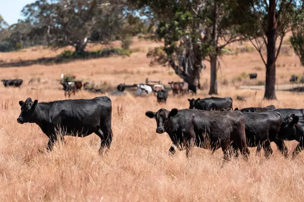 Avustralya 'da yaz mevsiminde bir tarlada şişman siyah ineklerin portresi 