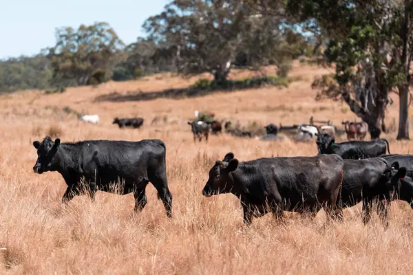 Avustralya 'daki güzel sığırlar ot yer, otlakta otlarlar. Tarımsal bir çiftlikte yetiştirilen sığır sürüsü. Yazın sürdürülebilir tarım