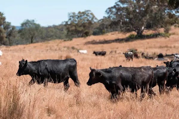 Yazın bir tarlada şişman inek sürüsü 