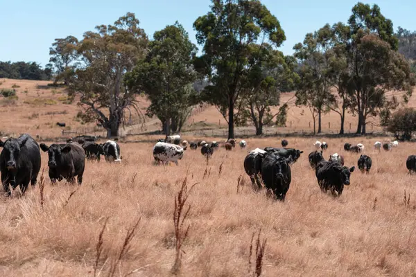 Avustralya 'da yaz mevsiminde bir tarlada şişman siyah ineklerin portresi 