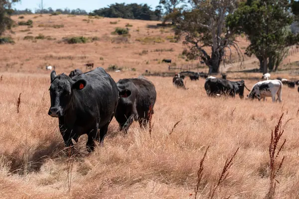 Avustralya 'daki güzel sığırlar ot yer, otlakta otlarlar. Tarımsal bir çiftlikte yetiştirilen sığır sürüsü. Yazın sürdürülebilir tarım