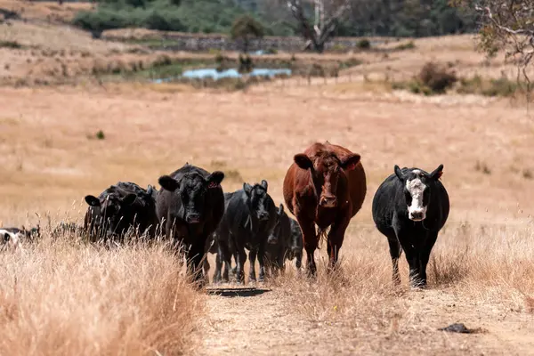 Yazın bir tarlada şişman inek sürüsü 