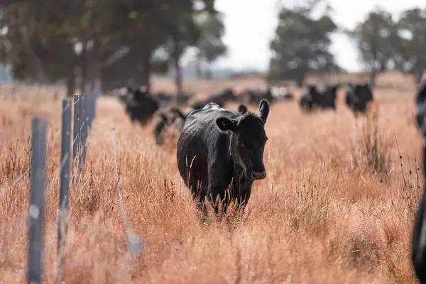 Avustralya 'da yaz mevsiminde bir tarlada şişman siyah ineklerin portresi 