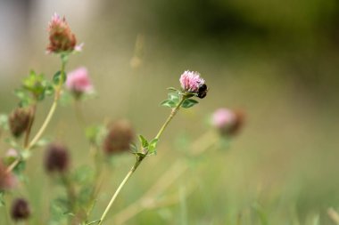 Avustralya 'da bir çiftlikte yonca yetişiyor.