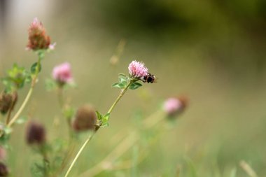 Avustralya 'da bir çiftlikte yonca yetişiyor.