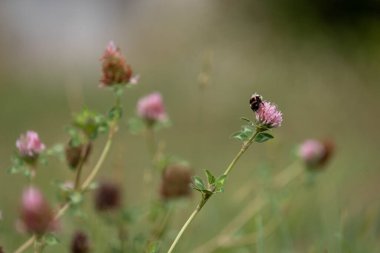 Avustralya 'da bir çiftlikte yonca yetişiyor.