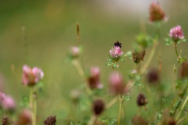 Avustralya 'da bir çiftlikte yonca yetişiyor.