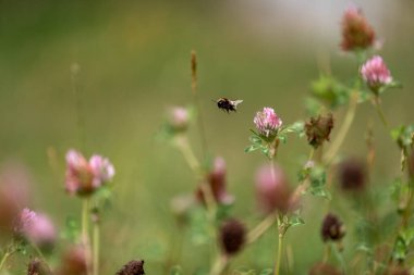 Avustralya 'da bir çiftlikte yonca yetişiyor.