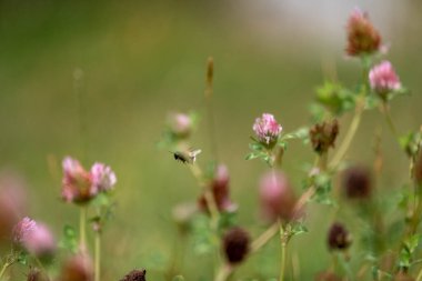 Avustralya 'da bir çiftlikte yonca yetişiyor.