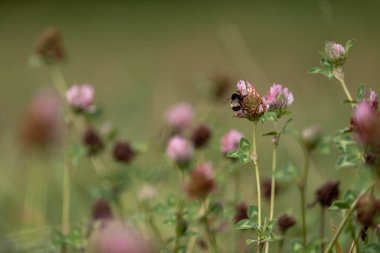 Avustralya 'da bir çiftlikte yonca yetişiyor.