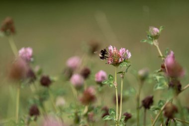 Avustralya 'da bir çiftlikte yonca yetişiyor.