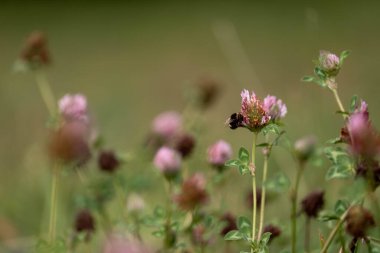 Avustralya 'da bir çiftlikte yonca yetişiyor.
