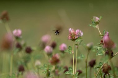 Avustralya 'da bir çiftlikte yonca yetişiyor.