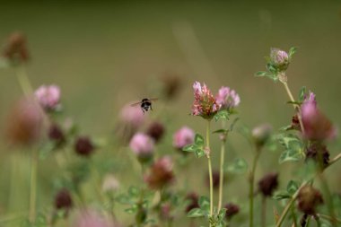Avustralya 'da bir çiftlikte yonca yetişiyor.
