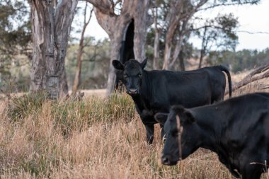 Tarladaki bir çiftlikte ot yiyen inek sürüsü araziyi restore ediyor ve sürdürülebilir tarım uygulamalarını kullanıyor. 