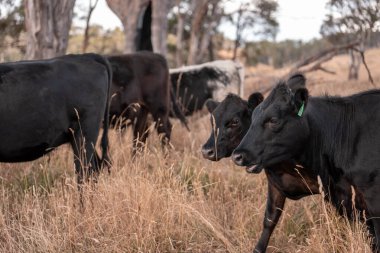 Tarladaki bir çiftlikte ot yiyen inek sürüsü araziyi restore ediyor ve sürdürülebilir tarım uygulamalarını kullanıyor. 