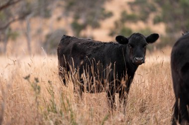 Tarladaki bir çiftlikte ot yiyen inek sürüsü araziyi restore ediyor ve sürdürülebilir tarım uygulamalarını kullanıyor. 