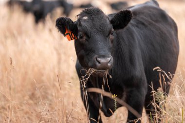 Tarladaki bir çiftlikte ot yiyen inek sürüsü araziyi restore ediyor ve sürdürülebilir tarım uygulamalarını kullanıyor. 