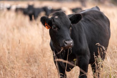 Tarladaki bir çiftlikte ot yiyen inek sürüsü araziyi restore ediyor ve sürdürülebilir tarım uygulamalarını kullanıyor. 