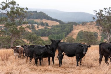 Tarladaki bir çiftlikte ot yiyen inek sürüsü araziyi restore ediyor ve sürdürülebilir tarım uygulamalarını kullanıyor. 