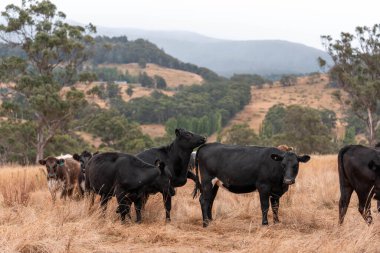 Tarladaki bir çiftlikte ot yiyen inek sürüsü araziyi restore ediyor ve sürdürülebilir tarım uygulamalarını kullanıyor. 