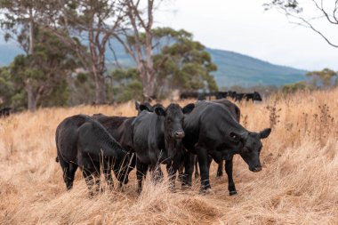 Tarladaki bir çiftlikte ot yiyen inek sürüsü araziyi restore ediyor ve sürdürülebilir tarım uygulamalarını kullanıyor. 