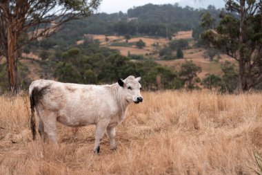 Tarladaki bir çiftlikte ot yiyen inek sürüsü araziyi restore ediyor ve sürdürülebilir tarım uygulamalarını kullanıyor. 