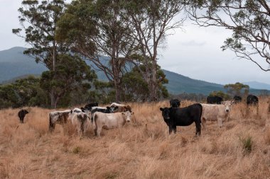 Tarladaki bir çiftlikte ot yiyen inek sürüsü araziyi restore ediyor ve sürdürülebilir tarım uygulamalarını kullanıyor. 