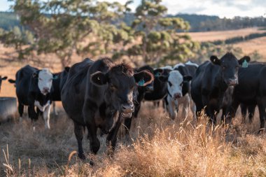 Tarladaki bir çiftlikte ot yiyen inek sürüsü araziyi restore ediyor ve sürdürülebilir tarım uygulamalarını kullanıyor. 