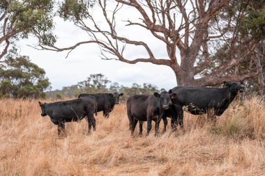 Tarladaki bir çiftlikte ot yiyen inek sürüsü araziyi restore ediyor ve sürdürülebilir tarım uygulamalarını kullanıyor. 