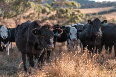 Tarladaki bir çiftlikte ot yiyen inek sürüsü araziyi restore ediyor ve sürdürülebilir tarım uygulamalarını kullanıyor. 