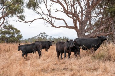 Tarladaki bir çiftlikte ot yiyen inek sürüsü araziyi restore ediyor ve sürdürülebilir tarım uygulamalarını kullanıyor. 