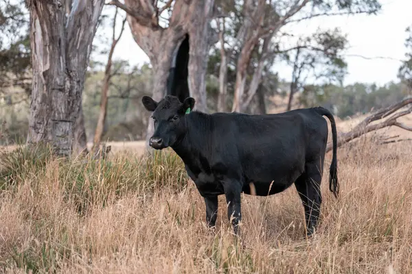 Tarladaki bir çiftlikte ot yiyen inek sürüsü araziyi restore ediyor ve sürdürülebilir tarım uygulamalarını kullanıyor. 