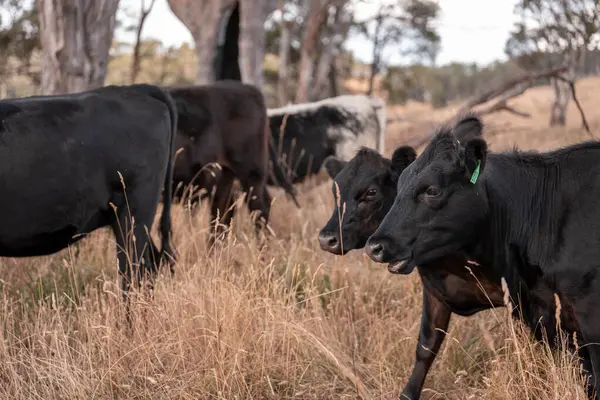 Tarladaki bir çiftlikte ot yiyen inek sürüsü araziyi restore ediyor ve sürdürülebilir tarım uygulamalarını kullanıyor. 