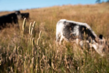 Tarladaki bir çiftlikte ot yiyen inek sürüsü araziyi restore ediyor ve sürdürülebilir tarım uygulamalarını kullanıyor. 