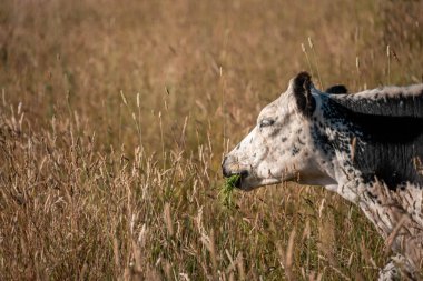Tarladaki bir çiftlikte ot yiyen inek sürüsü araziyi restore ediyor ve sürdürülebilir tarım uygulamalarını kullanıyor. 