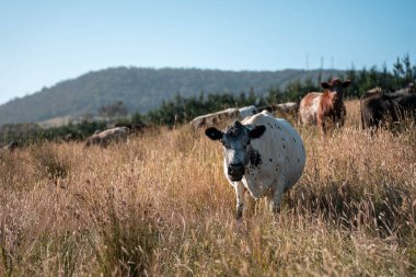 Tarladaki bir çiftlikte ot yiyen inek sürüsü araziyi restore ediyor ve sürdürülebilir tarım uygulamalarını kullanıyor. 