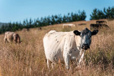 Tarladaki bir çiftlikte ot yiyen inek sürüsü araziyi restore ediyor ve sürdürülebilir tarım uygulamalarını kullanıyor. 